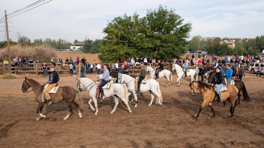 PP y Vox defienden la legalidad del Toro de la Vega de Tordesillas