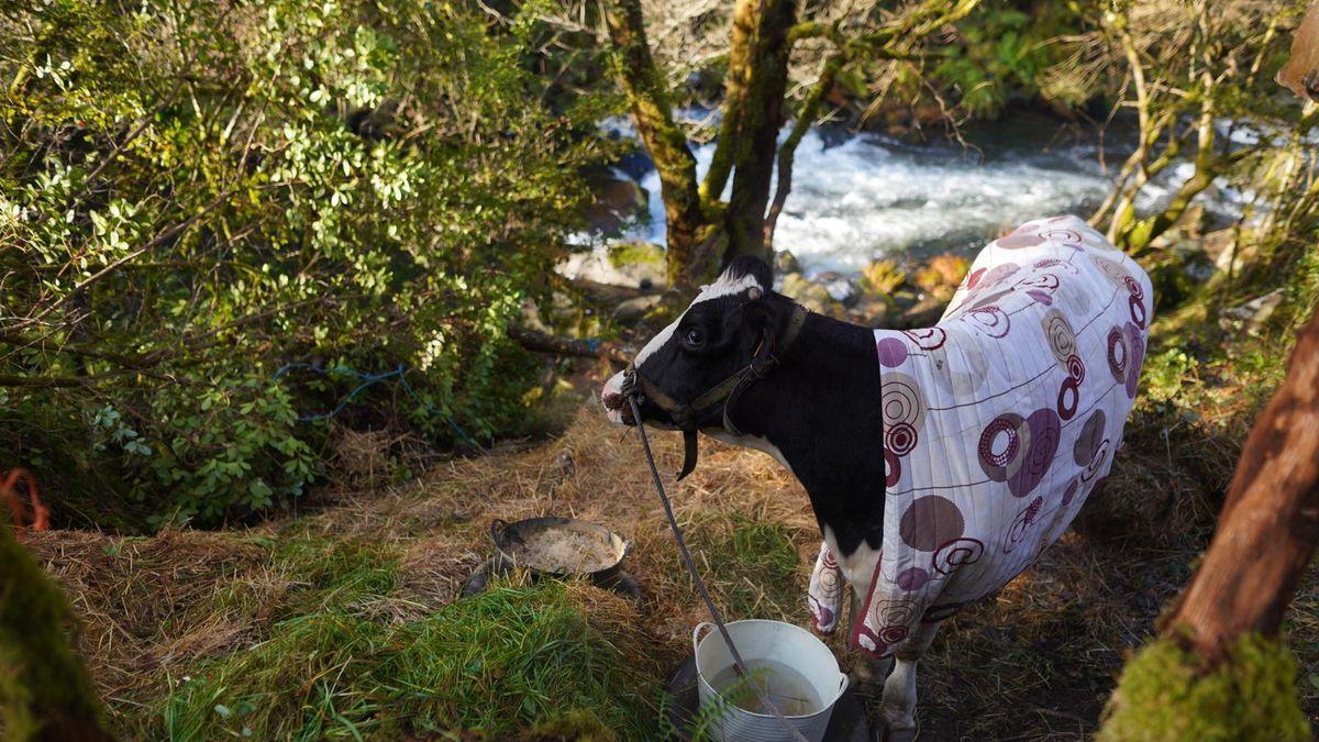 La vaca atrapada en un río de Asturias.