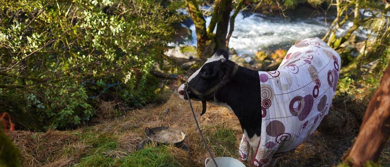 La vaca atrapada en un río de Asturias.