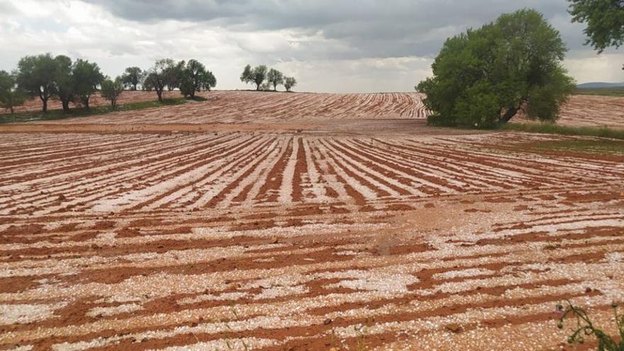 Campos de cereal, todavía cubiertos de granizo, esta mañana entre la comarca del Jiloca y Campo Romanos