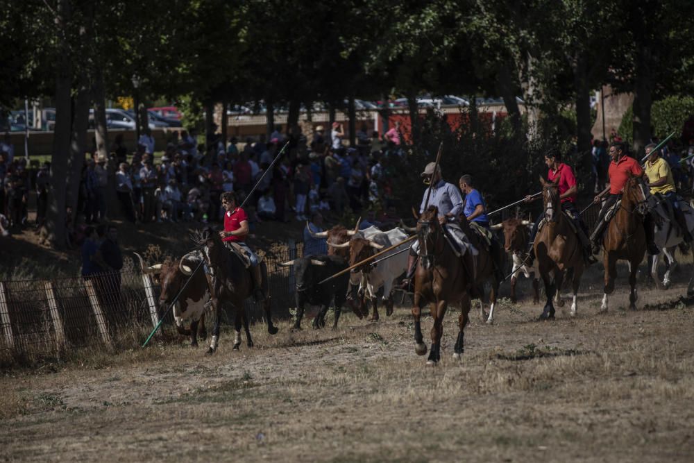 Fiestas en la provincia | Encierro en Fuentelapeña