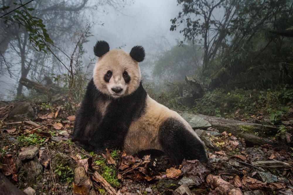 Ye Ye, un panda gigante de 16 años, en la Reserva Natural de Wolonga 16-year-old giant panda, lounges in a massive wild enclosure at a conservation center in Wolong Nature Reserve. Fotografía de Ami Vitale, que ha ganado el segundo premio en la sección de series fotográficas del apartado Naturaleza.