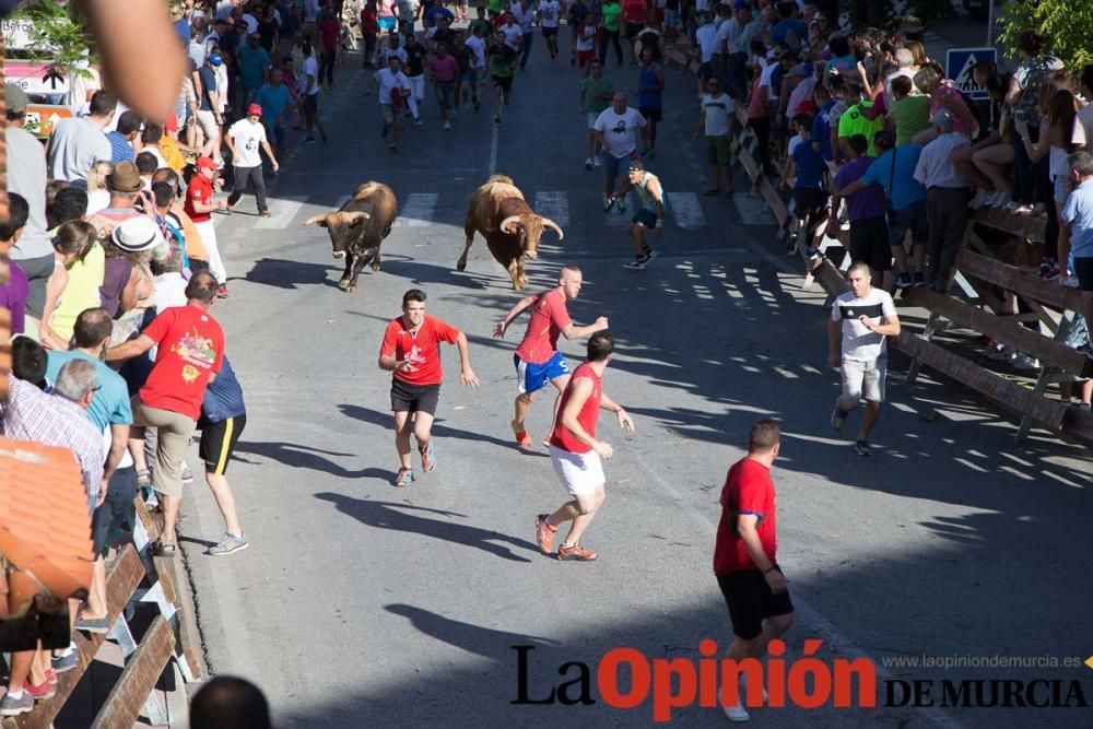 Suelta de toros en Moratalla