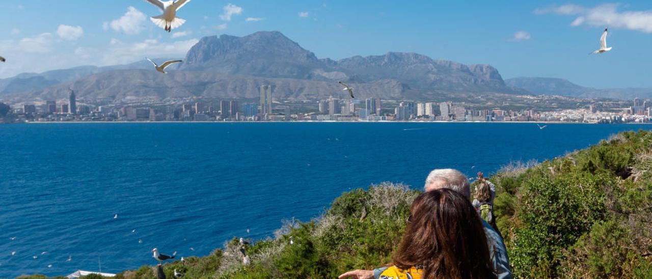 Gaviotas sobrevuelan el islote, con Benidorm al fondo.