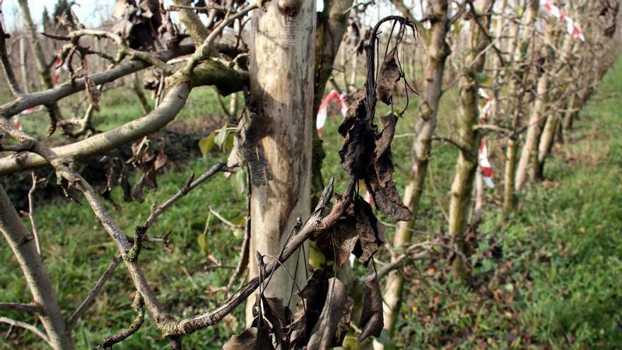 Autoritzen l'ús excepcional d'un producte biològic per combatre el foc bacterià en pereres i pomeres