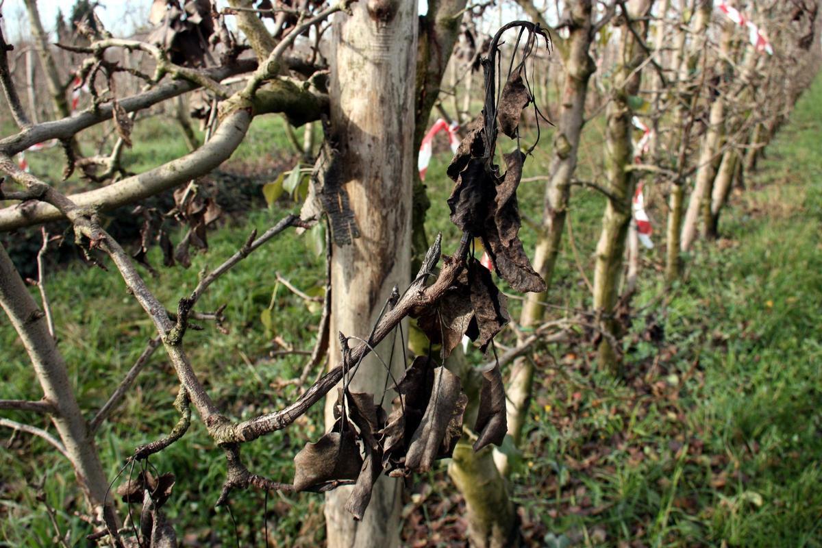 Perers afectats per foc bacterià a Castellserà