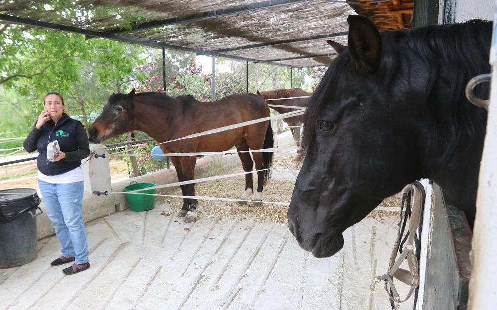 Santuario de caballos CYD Santa María en Alhaurín