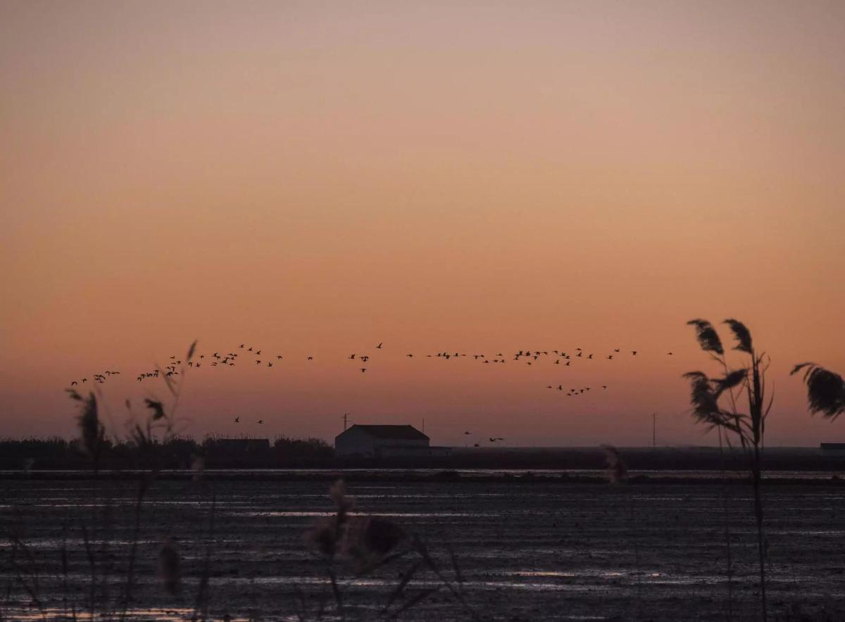 El atardecer cae sobre las extensas llanuras de Isla Mayor.