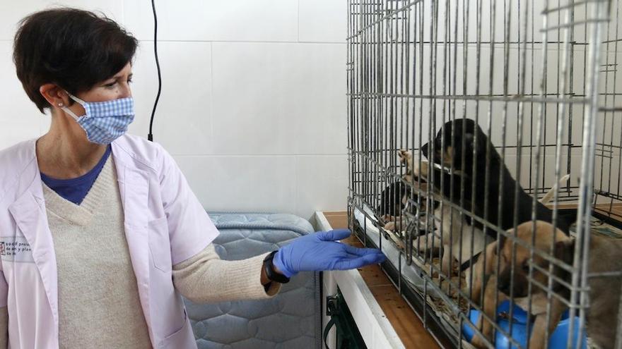 La encargada del Refugio José Carlos Cabra, de la Sociedad Protectora de Animales, en el módulo de los cachorros, con mascarilla y guantes.