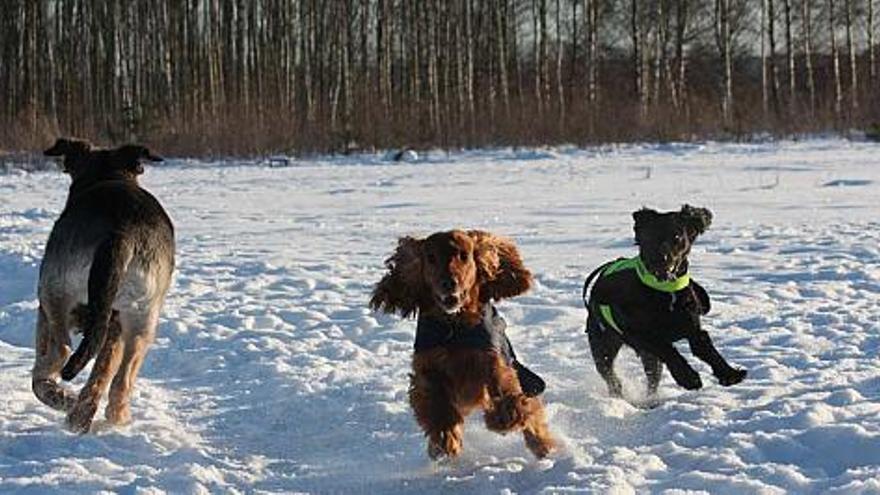 Muchos perros adultos abandonados encuentran en Suecia el hogar que no tuvieron en Elche, donde se adoptan sólo cachorros .