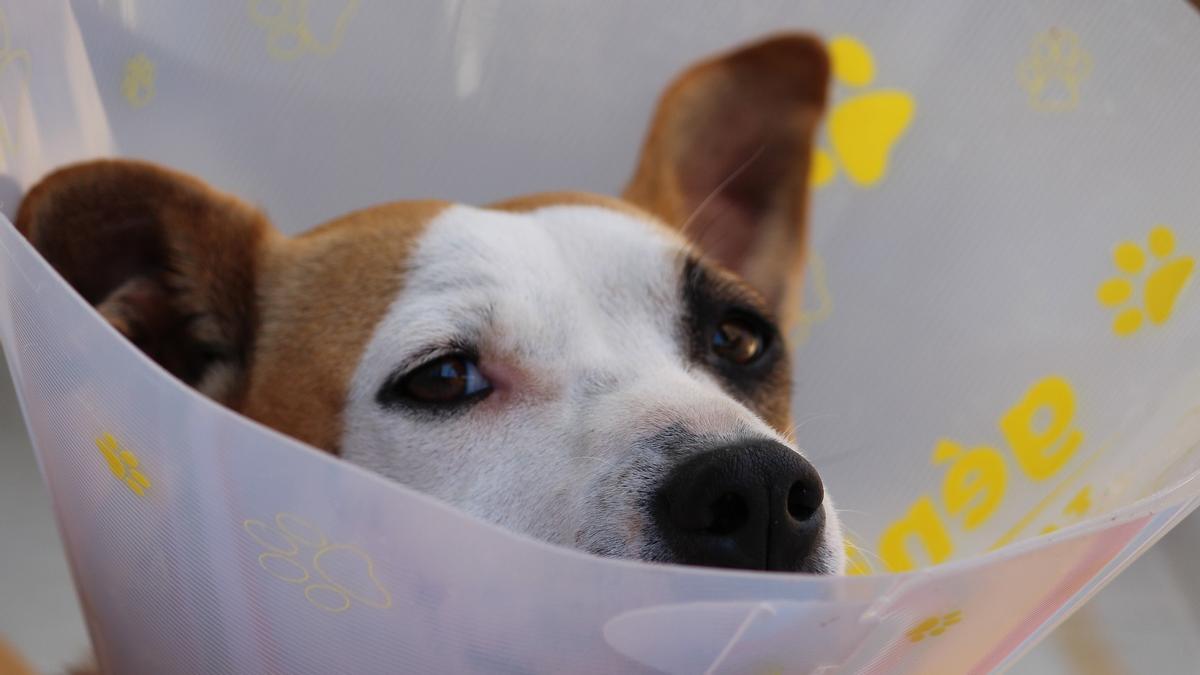 Cuánto tiempo puedo dejar a mi perro solo en casa? Esto dice la nueva Ley  animal