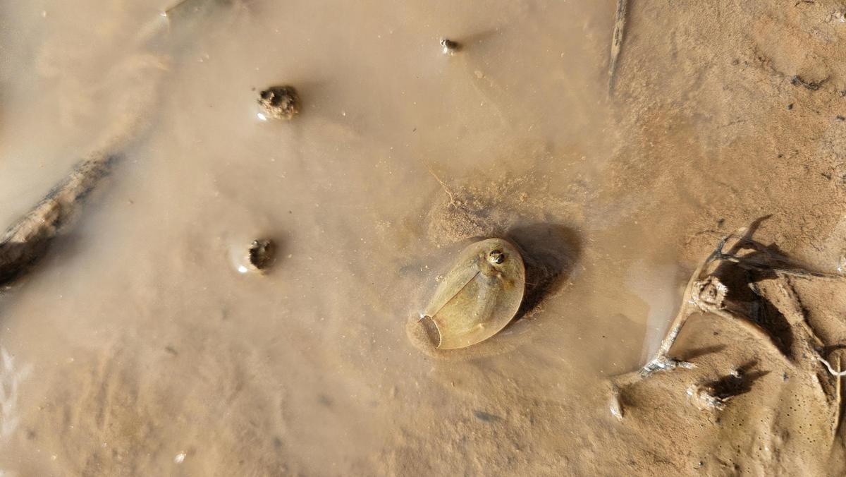 Triops cancriformis en la Laguna de San Benito.