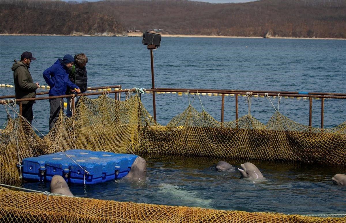 Instalación donde cerca de 100 ballenas, incluidas orcas y beluga, se encuentran en jaulas durante una visita de científicos que representan al explorador y fundador de la Sociedad de Futuros del Océano, Jean-Michel Cousteau en una bahía cerca del Mar de Japón, en la región de Primorsky,Rusia.