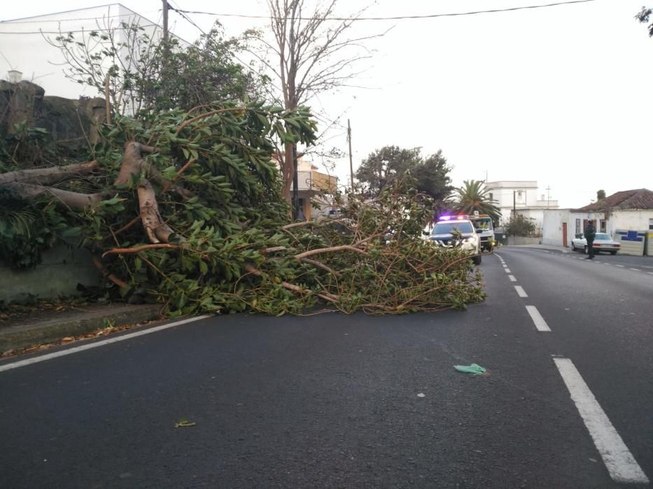 Las fuertes rachas de viento desde la noche del sábado han causado múltiples incidencias en todas las Islas, especialmente Tenerife y La Palma.