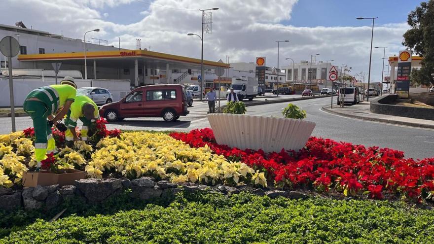 Arrecife embellece sus barrios con 12.000 flores de Pascua