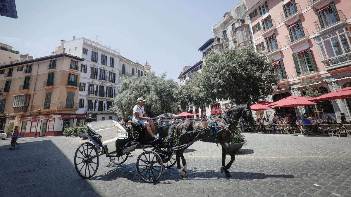 Ahora las galeras de caballos podrán circular con alerta amarilla por calor.