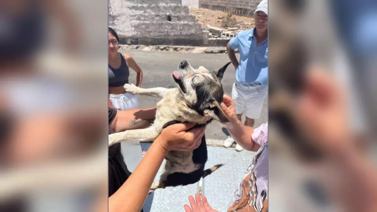 ‘Patuco’, el perro que salió de la basura para romper el alma