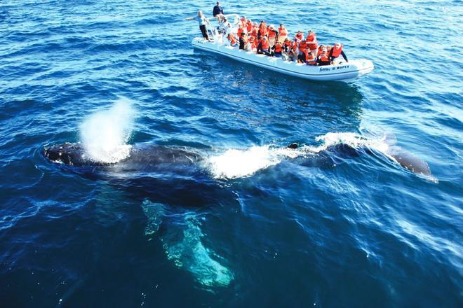 Avistamiento ballenas, Riviera Nayarit