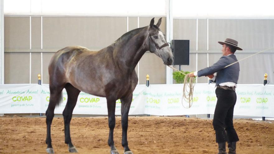 La Feria Agroganadera de Los Pedroches arranca con el optimismo aportado por las lluvias