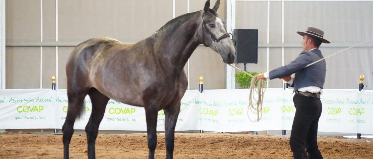 La Feria Agroganadera de Los Pedroches, en imágenes