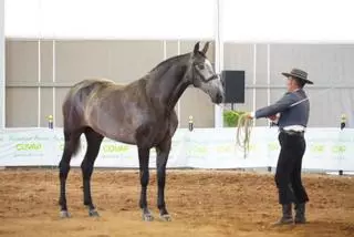 La Feria Agroganadera de Los Pedroches arranca con el optimismo aportado por las lluvias