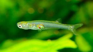 El pequeño pez de 12 mm genera un ruido muy intenso bajo el agua