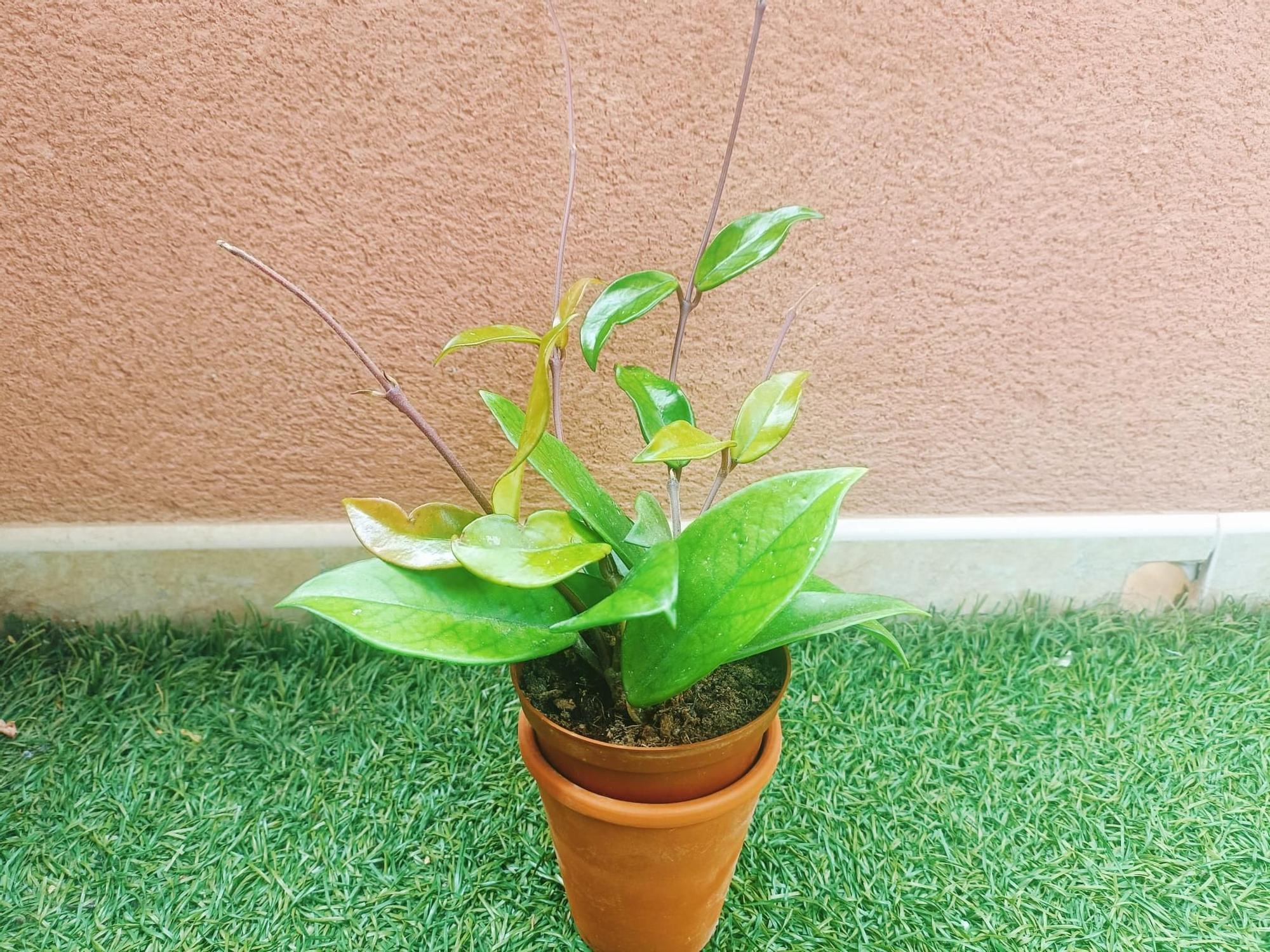 La flor de nácar o Hoya Carnosa es una planta suculenta con flor muy fácil de cultivar y sus hojas son muy resistentes y perennes