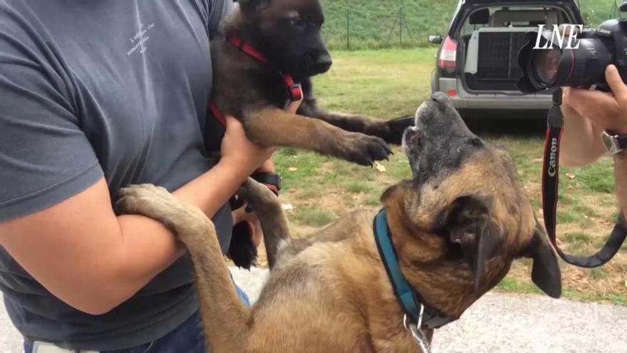 Moon se reencuentra con uno de sus cachorros