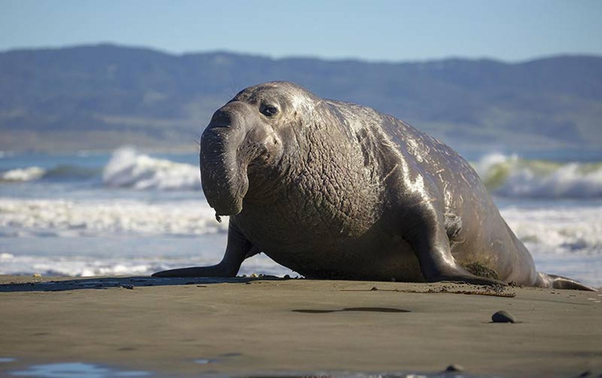 Un elefante marino en Península Valdés