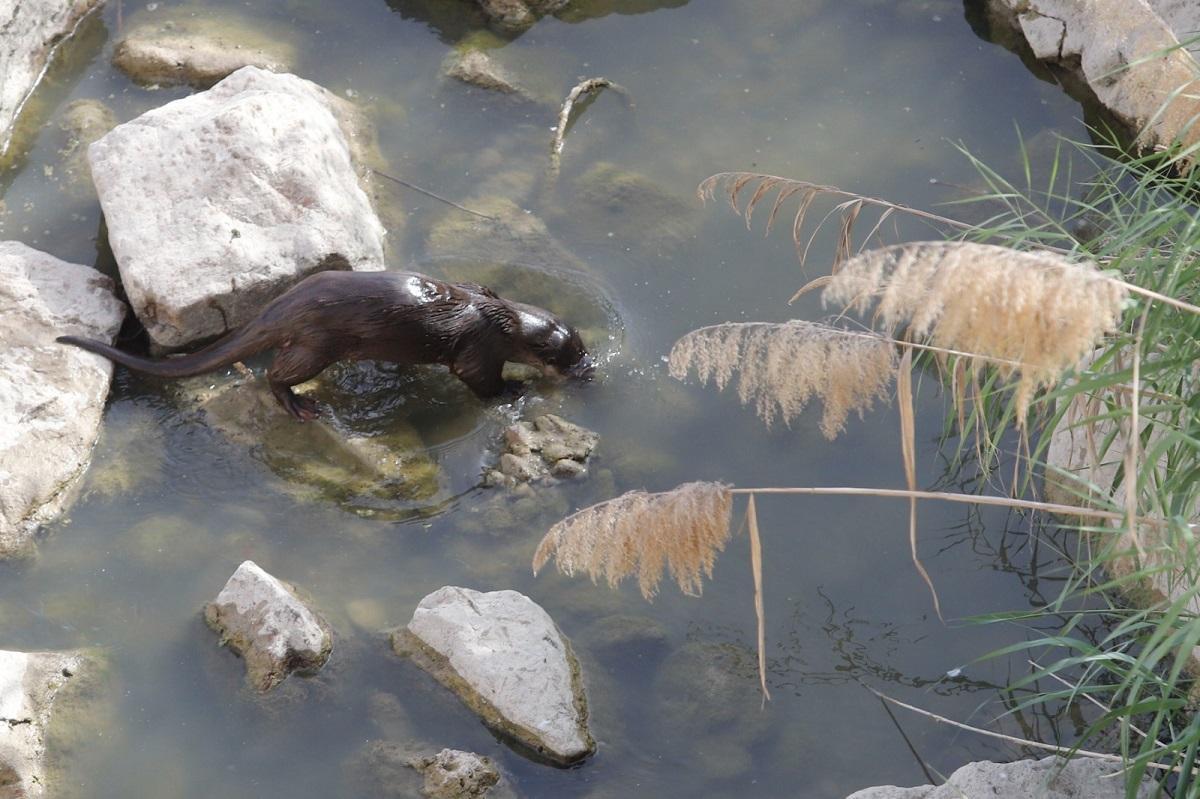 Una nutria busca alimento en las aguas del Guadalquivir, bajo uno de los arcos del Puente Romano de Córdoba.