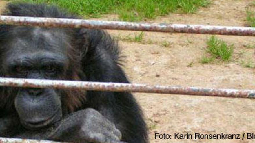 Uno de los chimpancés del Safari Zoo de sa Coma