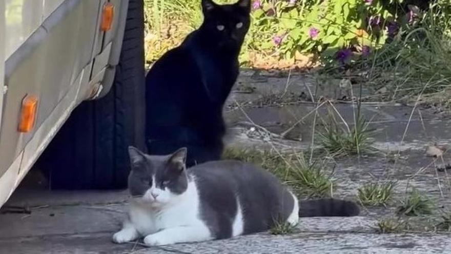 Alarma en Canido por la desaparición de entre 20 y 30 gatos: los vecinos piden ayuda para encontrarlos