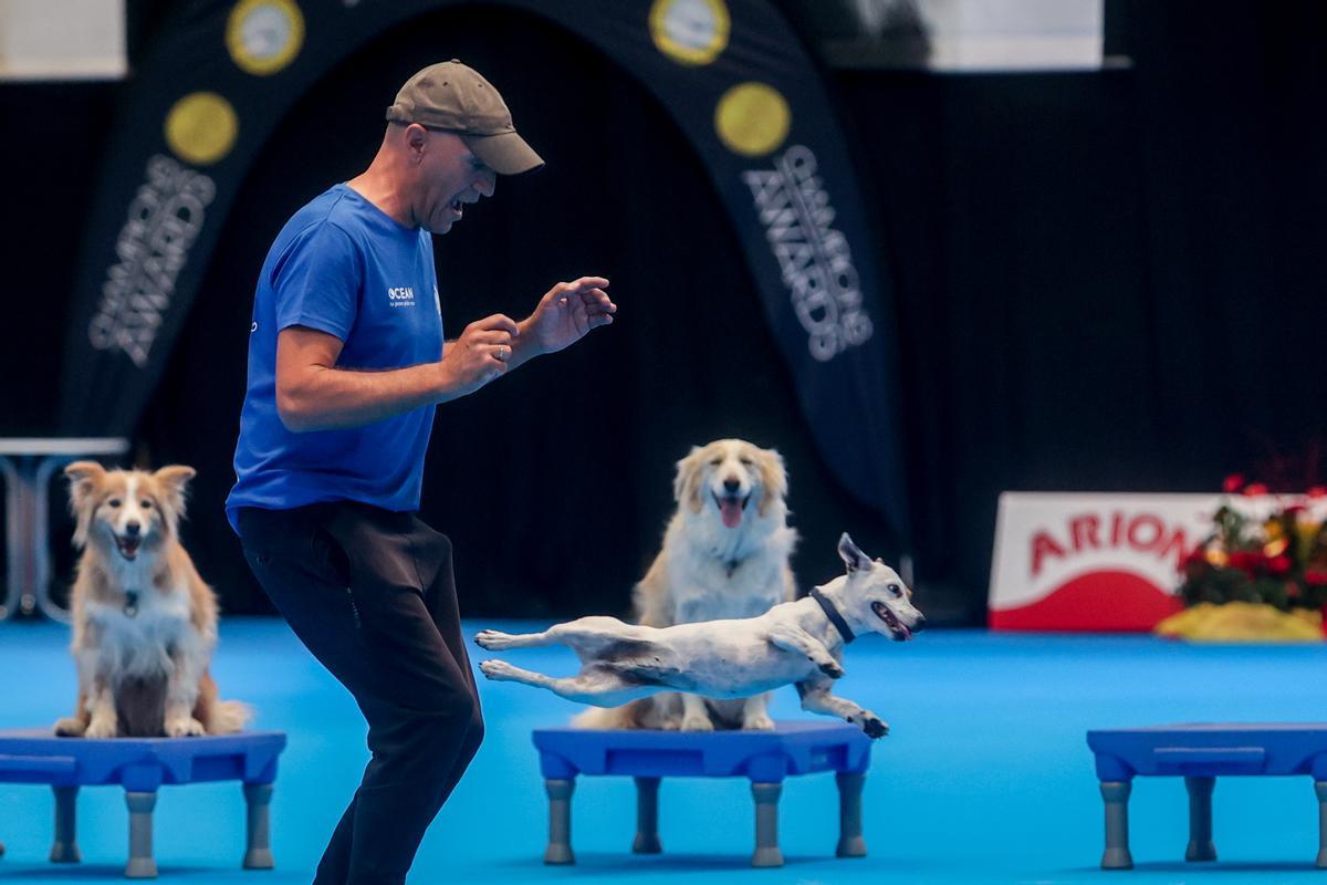 Mad Dog Show: fiebre por los perros en Madrid