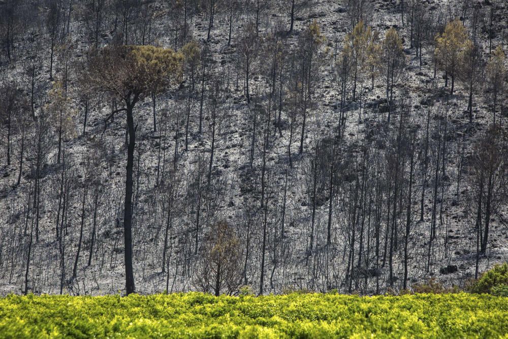 Incendio forestal en Carcaixent