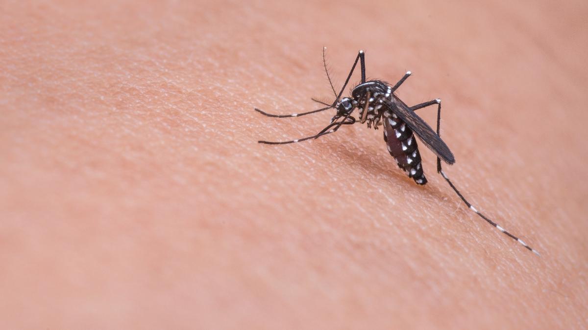 Los mosquitos se resisten a desaparecer este año en Alicante.