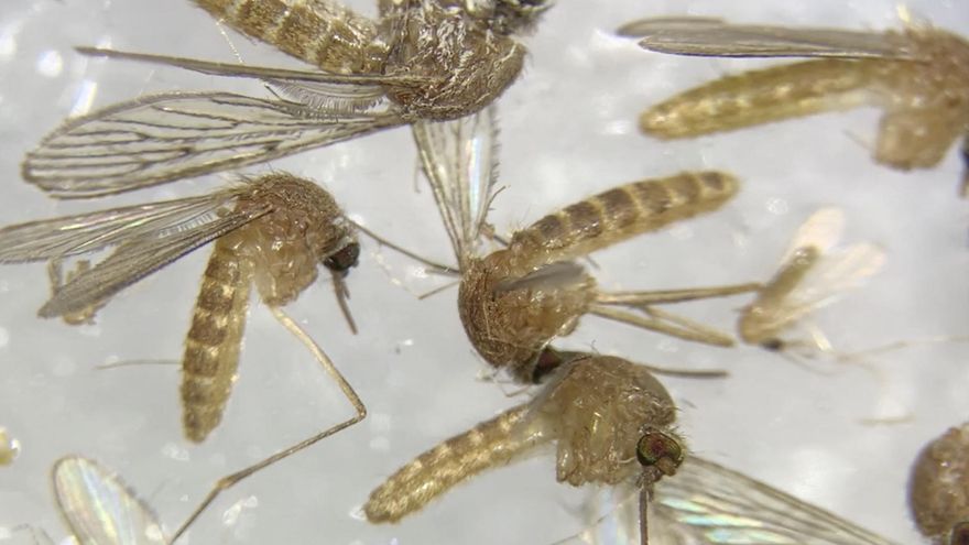 Decretan la alerta en un pueblo de Sevilla tras confirmar la presencia de mosquitos con el virus del Nilo