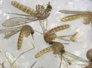 Decretan la alerta en un pueblo de Sevilla tras confirmar la presencia de mosquitos con el virus del Nilo