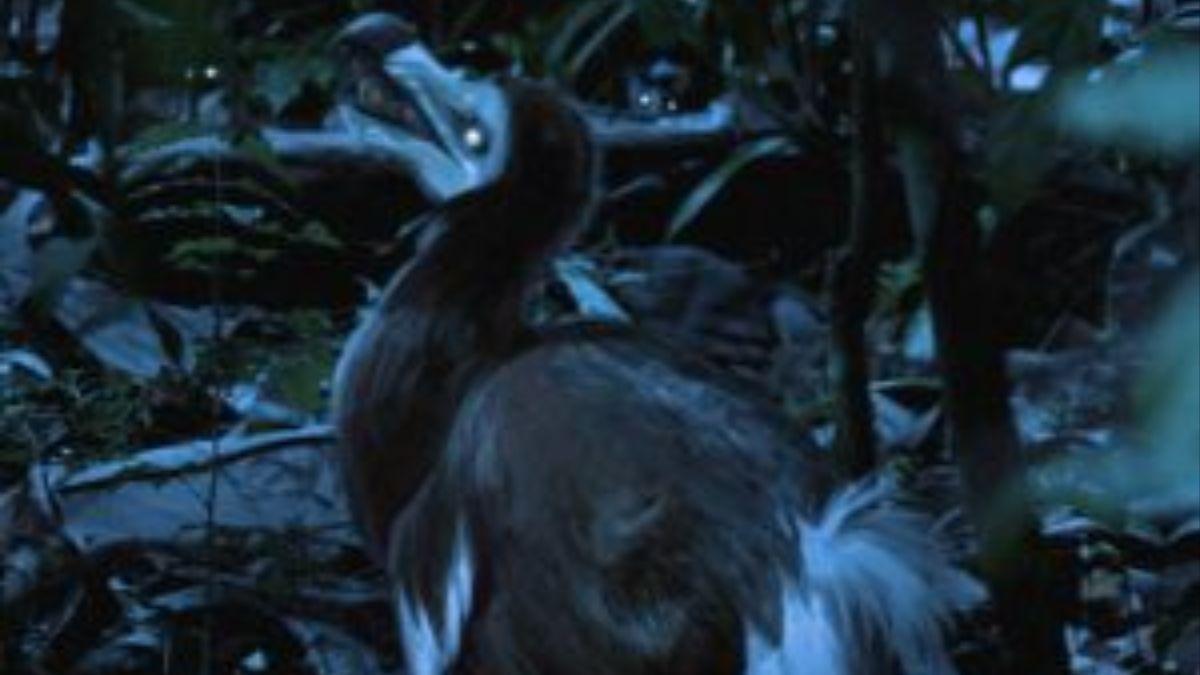 Reconstrucción nocturna de dodos.