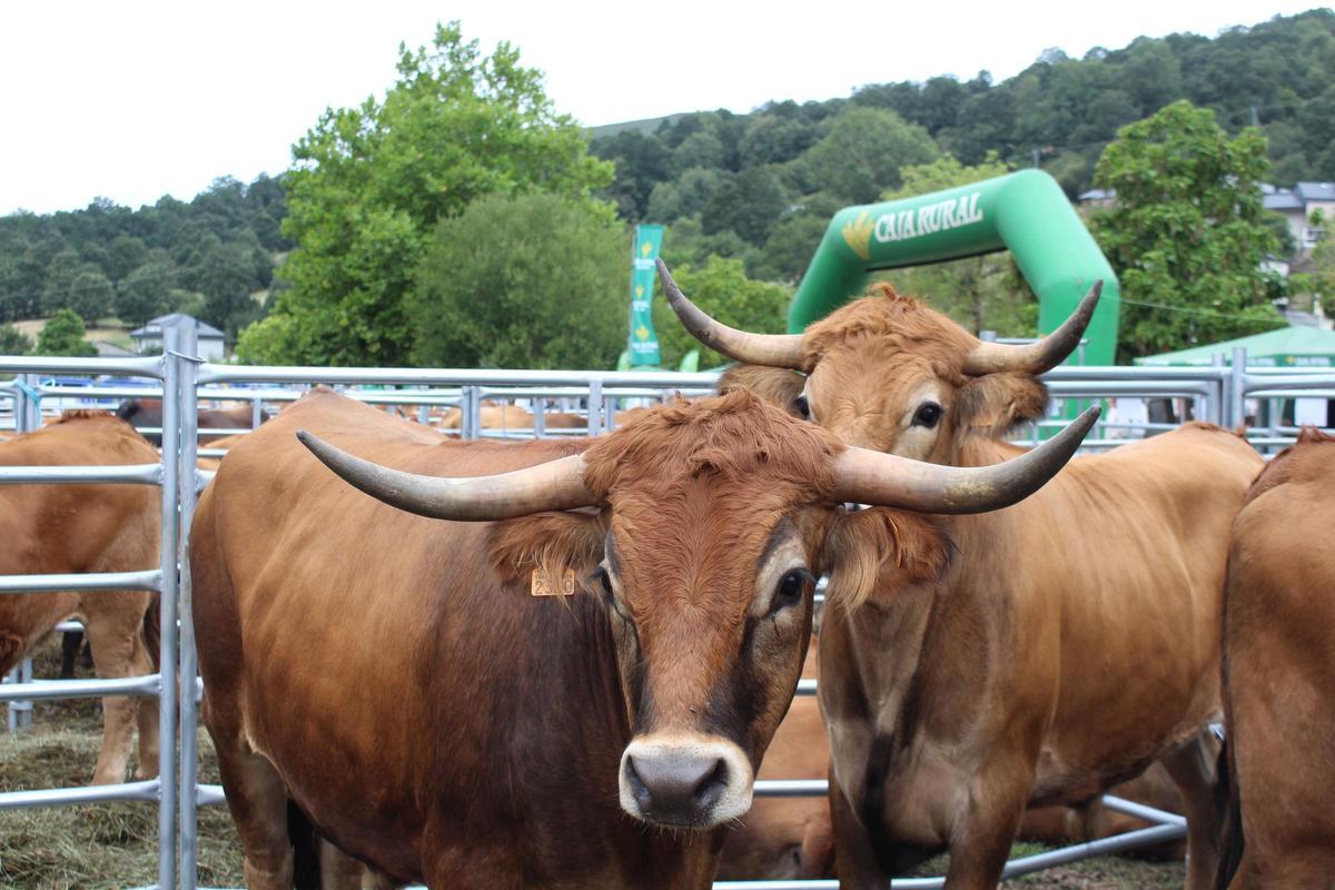 Vacas alistano-sanabresas