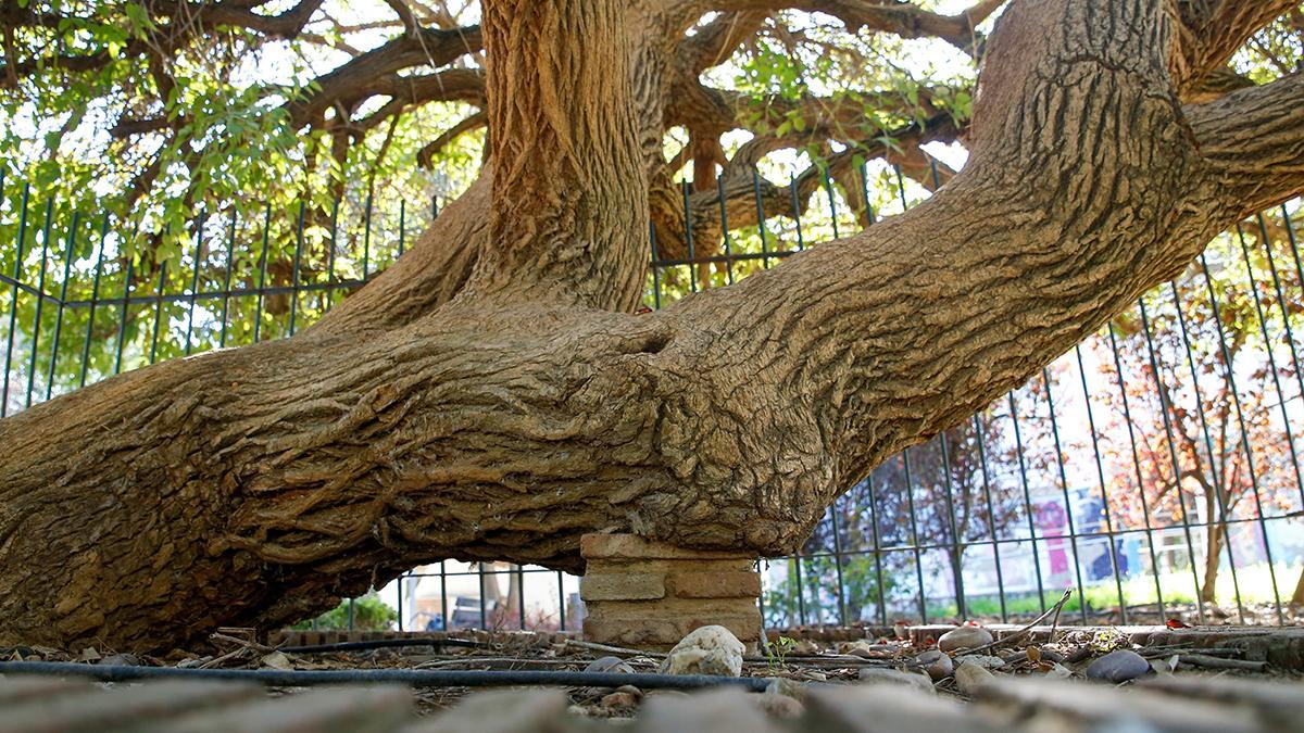 Árbol del coral en el Jardín de Orive