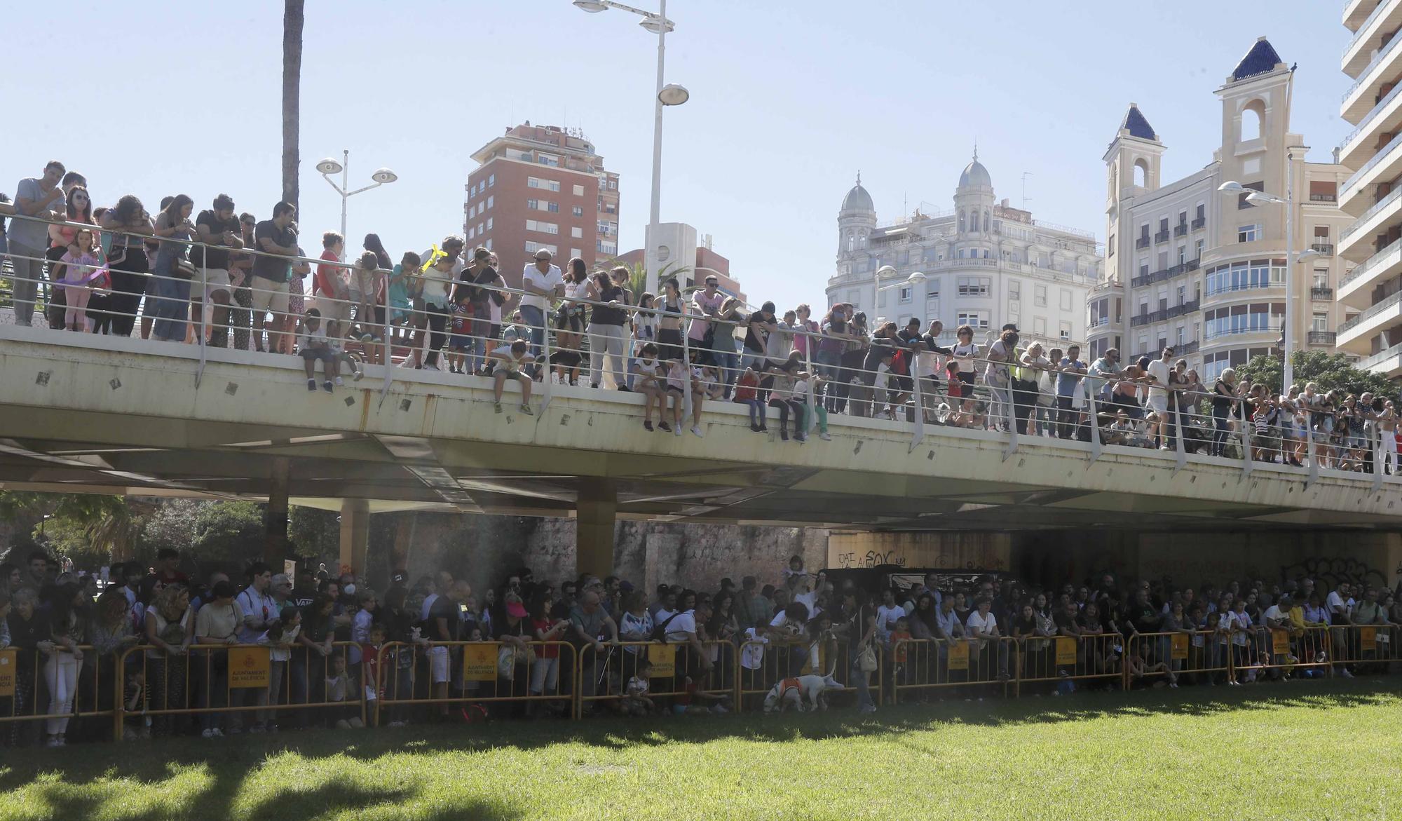 La Feria Animalista de València, en imágenes