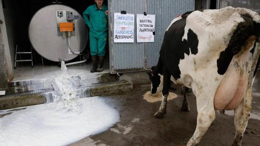 Un ganadero tira leche de su explotación en Santa Comba (La Coruña).