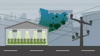 El fraude eléctrico destapa las plantaciones que la mafia de la marihuana oculta en naves industriales de Catalunya
