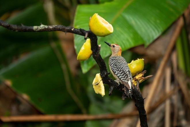 Sarapiquí, Costa Rica, Ave