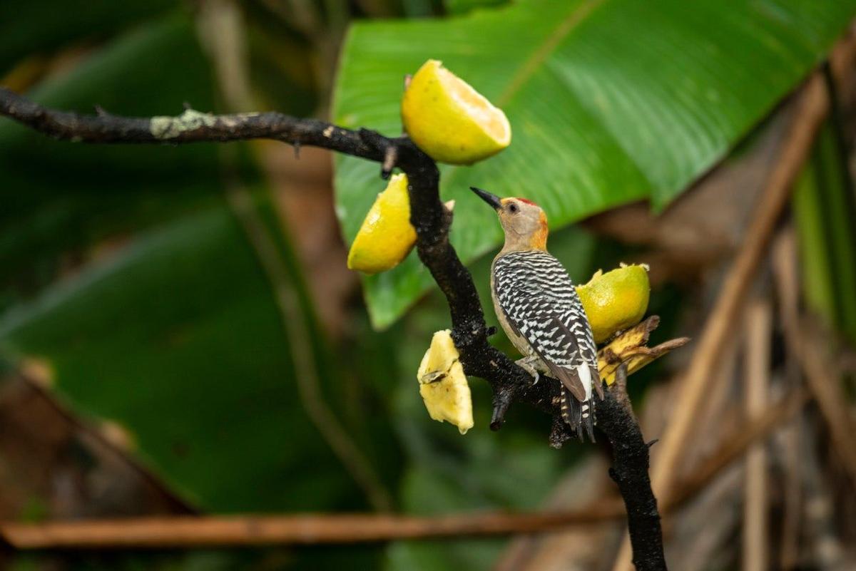 Sarapiquí, Costa Rica, Ave
