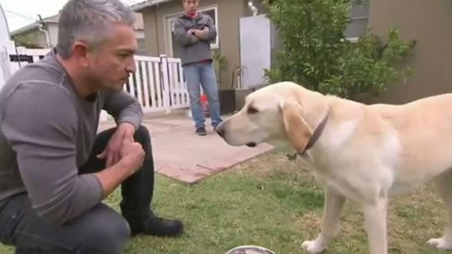 Un labrador se resiste a los ‘encantos’ de Cesar Millán