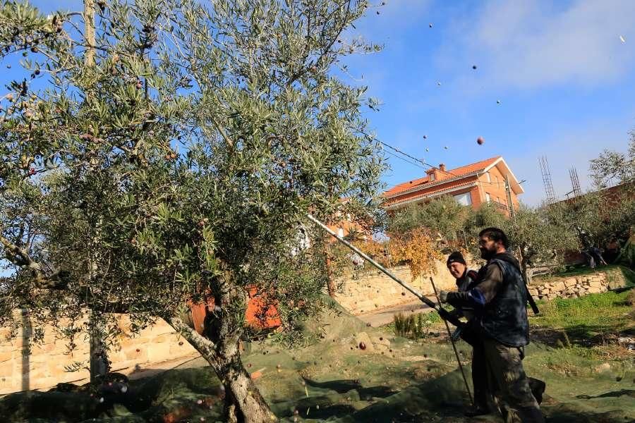 Recogida de aceituna en Fermoselle