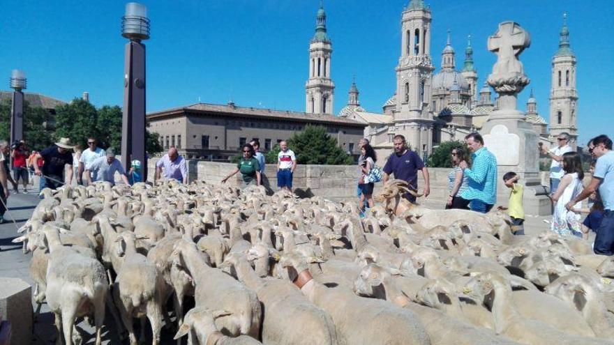 150 ovejas pasean por Zaragoza para celebrar el 800 aniversario de la creación de la Casa de Ganaderos