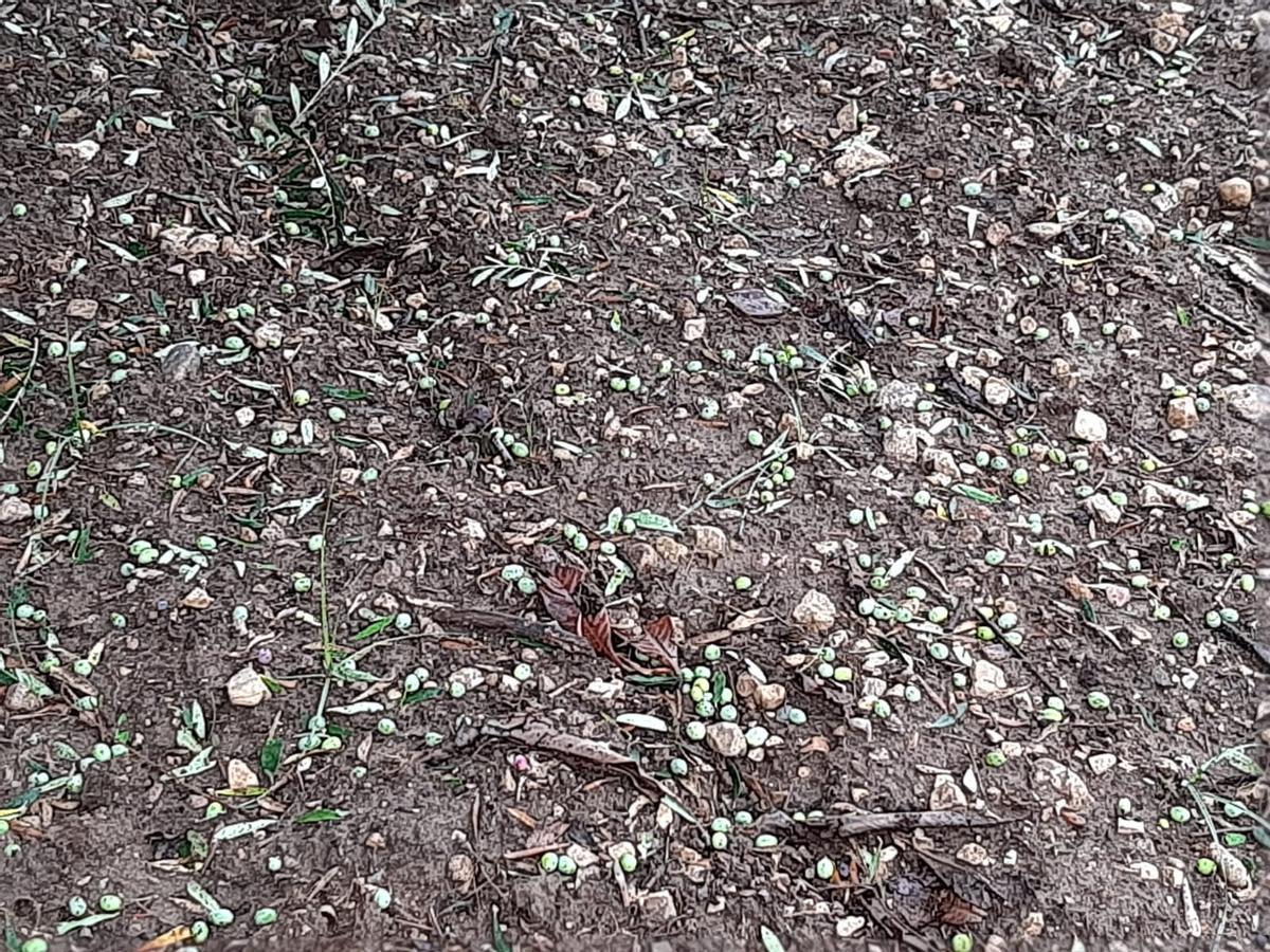 Cosecha de olivas por el suelo tras el granizo en Albaida.