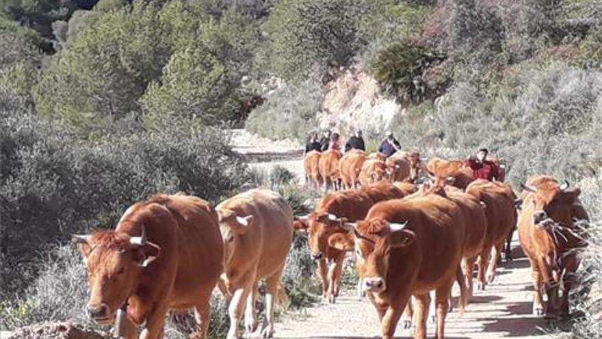 Las vacas vuelven a pastar en el Prat de Cabanes
